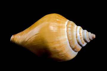 Laevistrombus canarium shell isolated on black background