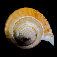 Laevistrombus canarium shell isolated on black background