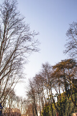 Trees along the road. Trees and blue sky. Vertical photo. No people, nobody.