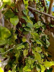 Garden vines