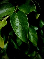 rain drops on a leaf