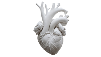 A simplified yet realistic human heart model, with clear details of major vessels and textures, centered on a pristine white background.