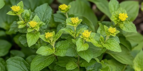 Billy goat weed, also known as chick weed, Ageratum conyzoides showcases its green and yellow leaves, a unique feature resulting from a genetic disorder in this annual herb species.