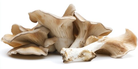 PNG of fresh oyster mushrooms, showcasing the unique texture and color of fresh oyster mushrooms, presented against a clean white background for optimal visual appeal.