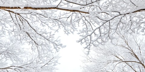 Snow covered branches of trees set against a bright white sky create a winter wonderland scene. This winter imagery showcases the beauty of snowy branches in a serene environment.