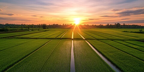 Solar power plants complement the serene rice fields at dusk, showcasing the harmony between solar power and agriculture in a stunning landscape illuminated by the fading light.