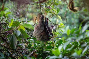 A sloth feeding in the Cloud Forest of Ecuador.