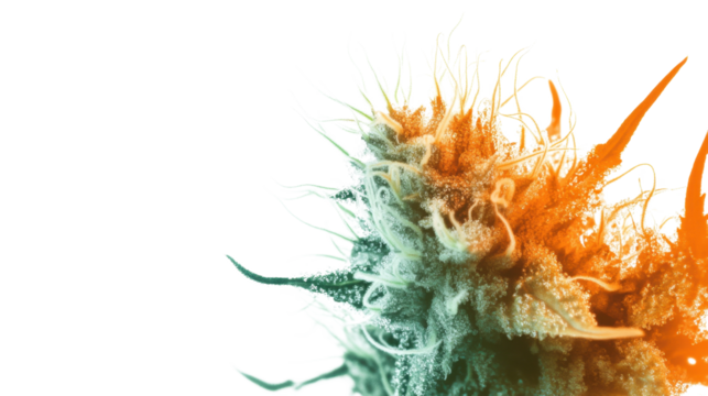 Cannabis bud rich in trichomes, showcasing its green and orange colors, isolated. PNG transparent.