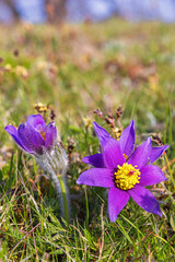 Obraz premium Flowering Pasqueflower on a meadow at spring