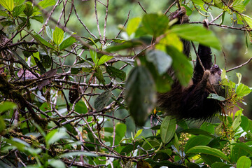 A sloth feeding in the Cloud Forest of Ecuador.