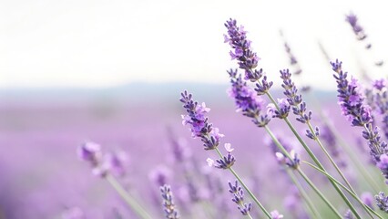 Fototapeta premium Light Lavender Fade Blur Background: A pastel lavender fade with clear copy space, perfect for beauty or wellness products. 