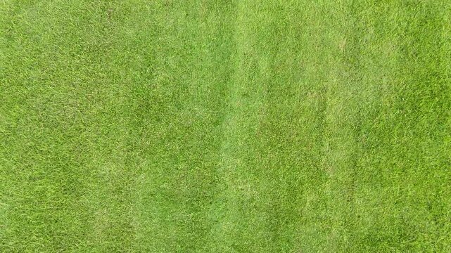Aerial Grass Field Flyover