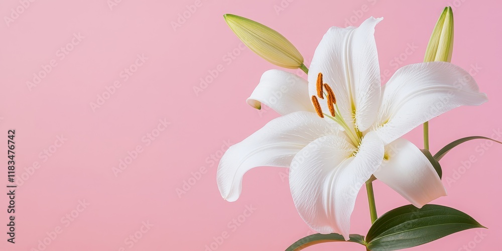 Poster close up view of a white lily flower set against a pink background, showcasing the delicate beauty o