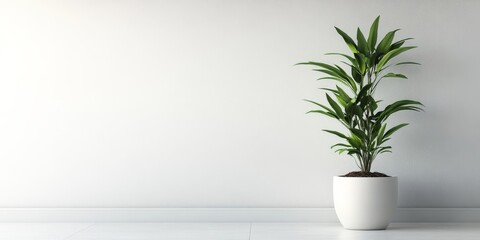 A solitary Alpinia placed in a white pot against a plain background makes it an excellent choice for indoor gardening and a perfect fit for minimalist home decor.