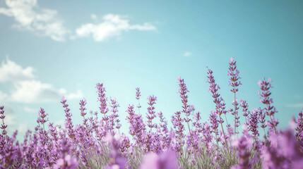 Obraz premium Lavender Field Under Clear Blue Sky with Soft White Clouds in Daylight