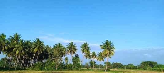 trees and sky