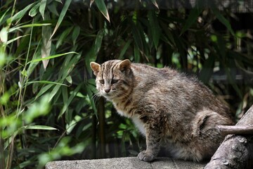 振り向いたカメラ目線のツシマヤマネコ