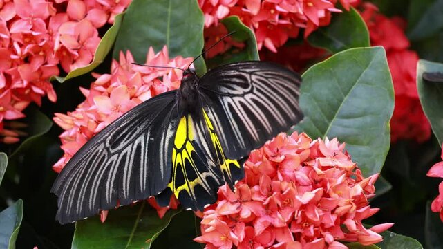 Footage of Gorgeous Troides Helena or Common Birdwing Collecting Nectar on Coral Red Blooming Ixora