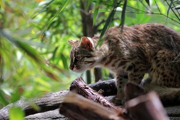 見つめるツシマヤマネコ