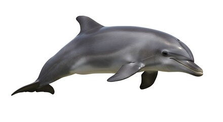 Naklejka premium Leaping Bottlenose Dolphin Aquatic Mammal Ocean Wildlife