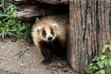 物陰から顔を出すニホンアナグマ