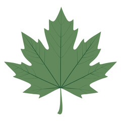 Big leaf maple leaf illustration botanical vector