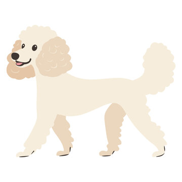 recommend clip art: Poodle dog walking poodle illustration animal vector