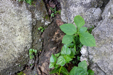 Copy Space with Natural Green Grass Growing Between Rough Concrete