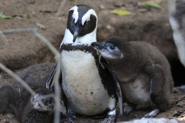 African Penguin Feeding Adorable Fluffy Chicks, Cape Town, South Africa