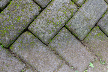 Full Frame of Natural Mossy Geometric Paving