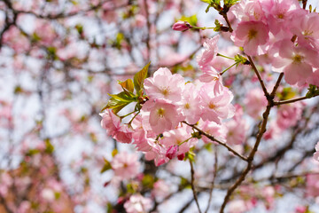 Branches of sakura flowers, cherry blossom