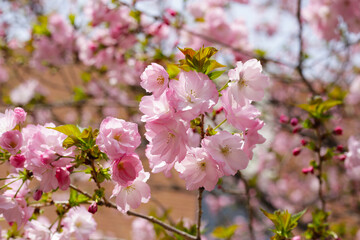 Branches of sakura flowers, cherry blossom