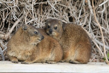 Two Rock Hyraxes Cuddling Together in the Sun