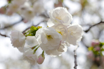 Branches of sakura flowers, cherry blossom