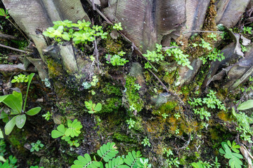 Green Grass Growing Beneath Fern Plant