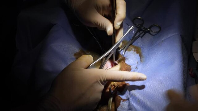 Spay and neuter surgery on a female cat in the operating room of a veterinary clinic