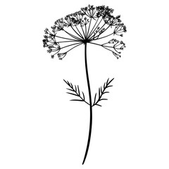Wild flower dill illustration minimalist simple vector