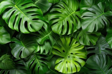 Tropical Leaves Creates Lush Green Background, Botanical Beauty with Tropical Foliage.