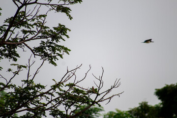 photo of tree branches and clouds during the day