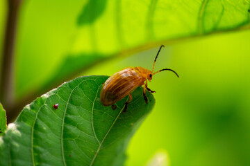 closeup photo of golden beetle on fresh green leaf