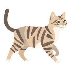 Short hair cat walking illustration animal pet vector