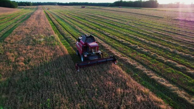 Aerial view, agricultural combine harvester harvesting barley grain. Harvesting of agricultural products. Collection of grain harvest. High quality 4k footage
