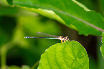 small dragonfly perched on a green leaf
