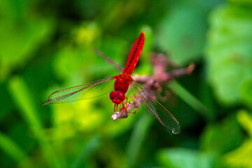 a dark red dragonfly, perched on the tip of a plant