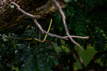 photo of tree branches and a snake passing by