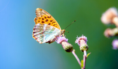 A golden butterfly collects nectar from flowers
