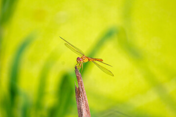 photo of a mini dragonfly perched on the tip of a water plant leaf