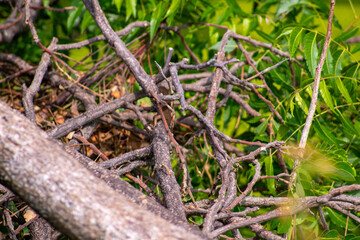 a collection of old and fallen tree branches