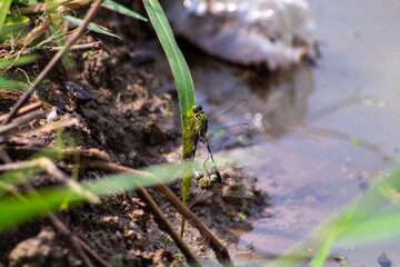 photo of dragonfly fertilizing on grass leaf near swamp
