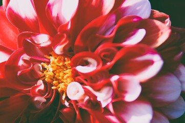 red and white flower